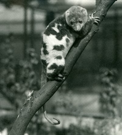 A Spotted Cuscus Looking Down from a Branch at London Zoo by Frederick William Bond